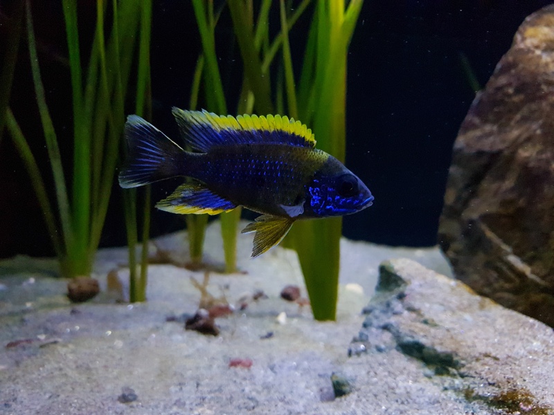 Aulonocara sp. 'lwanda' Hai Reef